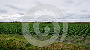 Field of kale or farmers cabbage