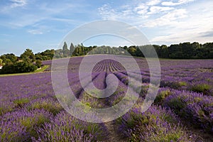 Field of Kentish lavender flowers.