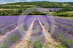 Field of Kentish lavender flowers.