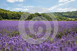 Field of Kentish lavender flowers.