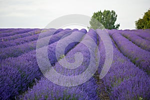 Field of Kentish lavender flowers.