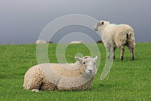 The field in Lake District,England