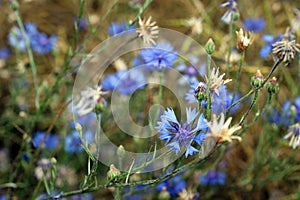 Field landskape with blue cornflower on summertime