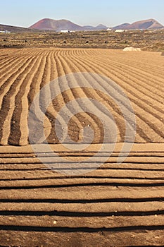 Field on Lanzarote, Canary Islands, Spain.