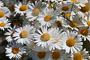 A field of large flowering daisies