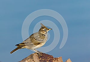 Field-lark