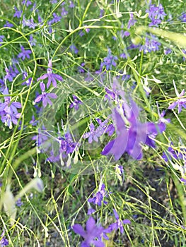 A field larkspur