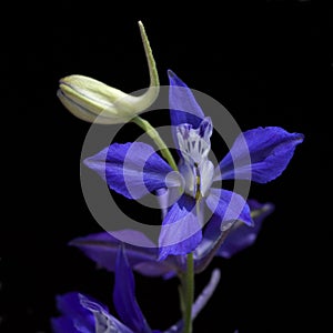 Field larkspur; consolida; ajacis;