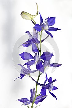 Field larkspur; consolida; ajacis;