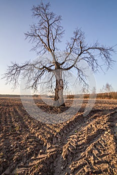 Field late autumn