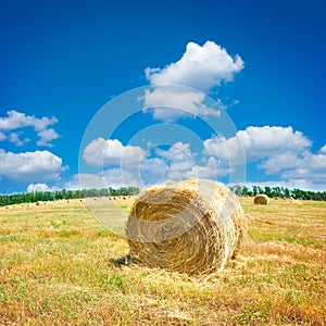 Field in late summer