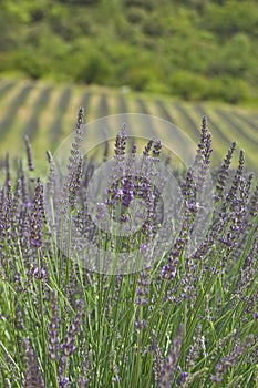 Field of lavender photo