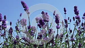 Field of lavender. Close-up Beautiful Blooming Lavender Flowers