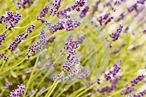 Field of lavender detail