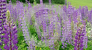 Field of lavender flowers