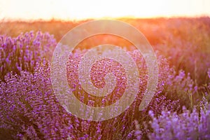 Field of lavender flowers. Sunset over lavender. Selective focus.