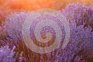 Field of lavender flowers. Sunset over lavender. Selective focus.