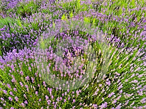 Field of lavender, lavandula angustifolia, background.