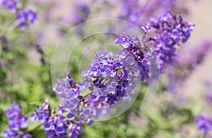 Field of Lavender, Lavandula angustifolia, Lavandula officinalis