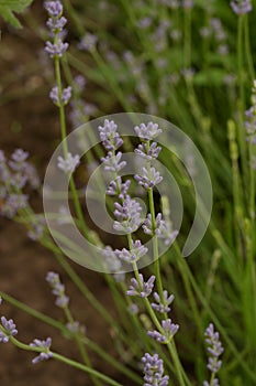 Field of Lavender, Lavandula angustifolia, Lavandula officinalis