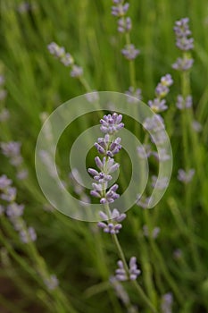 Field of Lavender, Lavandula angustifolia, Lavandula officinalis