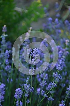 Field of Lavender, Lavandula angustifolia, Lavandula officinalis