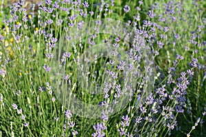 Field of Lavender, Lavandula angustifolia, Lavandula officinalis