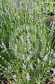 Field of Lavender, Lavandula angustifolia, Lavandula officinalis