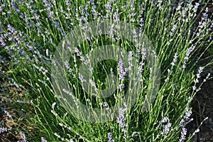 Field of Lavender, Lavandula angustifolia, Lavandula officinalis