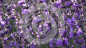 Field of lavender. Lavender farm. Beautiful purple flowers close up. Sustainable, regional organic cultivation