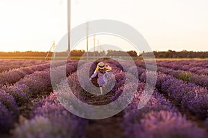 Field of lavender. A little girl go. Rear view.