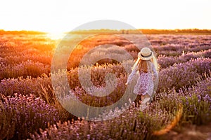 A field of lavender. A little girl run. Rear view.