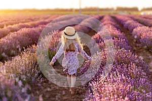 A field of lavender. A little girl go. Rear view.