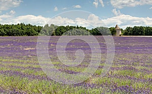 Field of lavender in Luberon - Provence - France