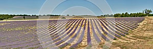 Field of lavender in Luberon - Provence - France