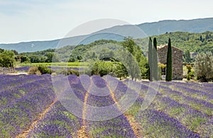 Field of lavender in Provence - Luberon France