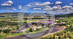 Field of lavender in Provence - Luberon France photo