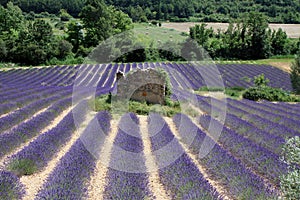 Field of lavender with a ruined rook in the middle