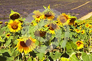 Field with lavender and sunflower flowers. French Provence near Valensole