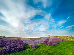 A field of lavender under a blue sky