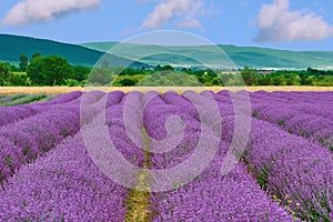 Field of Lavender