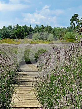 Field of lavender with wooden pathway