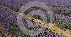 Field of lavenders, occitanie, France