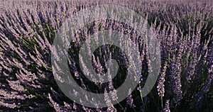 Field of lavenders, occitanie, France
