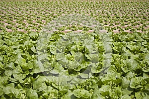 Field of leafy vegetables