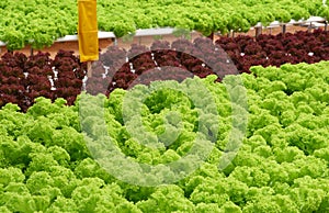 Field of Lettuce