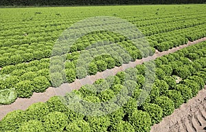 field of lettuce grown with organic techniques without pesticide