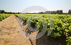 Field of lettuce grown in a very fertile sandy soil of the plain