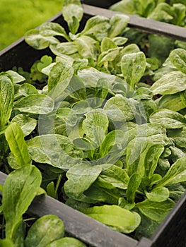 Field lettuce with mildew, close up
