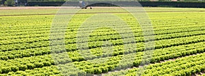 Field of lettuce in the Padana plain in northern italy